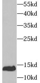 UBE2D1 Antibody