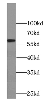 YES1 Specific Rabbit Polyclonal Antibody
