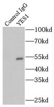 YES1 Specific Rabbit Polyclonal Antibody
