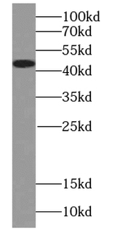 AZGP1 Rabbit Polyclonal Antibody