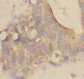 AZGP1 Rabbit Polyclonal Antibody