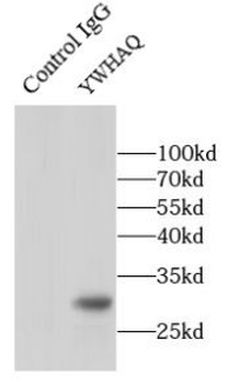 YWHAQ Antibody