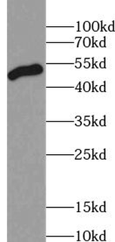 AAMP Antibody