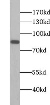 APEH Antibody