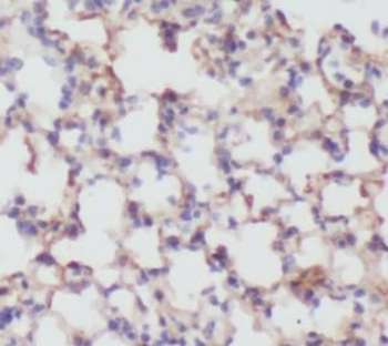 ACAT2 Antibody