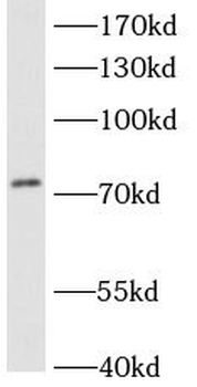 ACSL3 Antibody