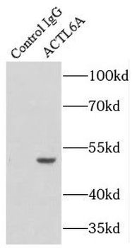 ACTL6A Rabbit Polyclonal Antibody