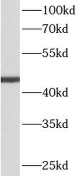 ACTL6A Rabbit Polyclonal Antibody