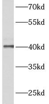 ACTRT2 Antibody