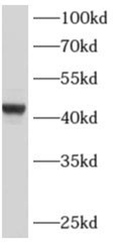 ADAMDEC1 Rabbit Polyclonal Antibody