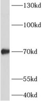 ADAMTSL4 Rabbit Polyclonal Antibody