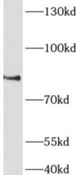 AFAP1L1 Antibody