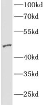 AGFG2 Rabbit Polyclonal Antibody