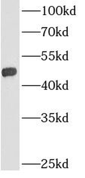 GPAT3 Antibody