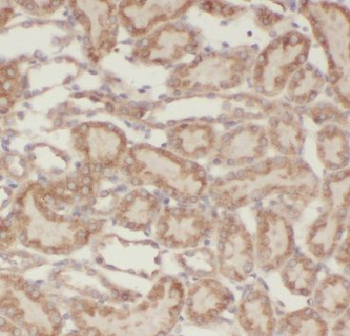 GPAT3 Antibody
