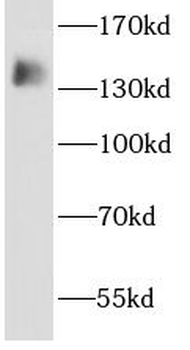 AHI1 Antibody
