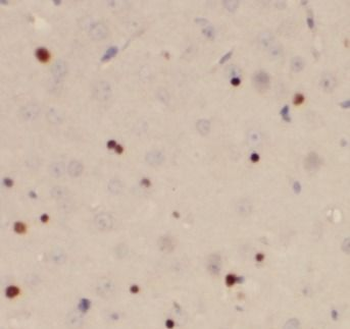 AHR Antibody