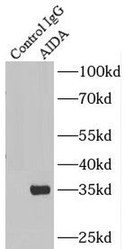 AIDA Rabbit Polyclonal Antibody