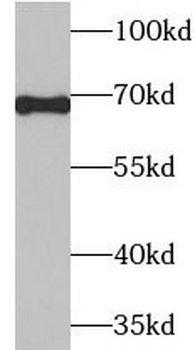 AIFM1 Antibody