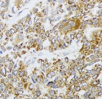 AIFM3 Antibody
