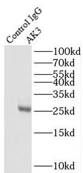 AK3 Rabbit Polyclonal Antibody