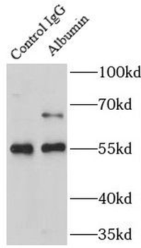 ALB Antibody