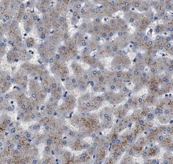 ALDH1A1 Antibody