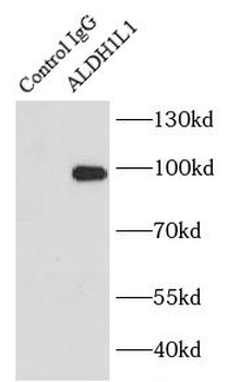 ALDH1L1 Antibody
