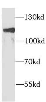 AP2A1 Antibody