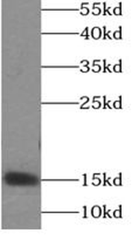 SNCA Rabbit Polyclonal Antibody