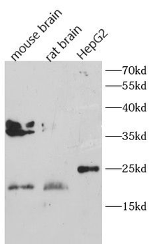 GFER Rabbit Polyclonal Antibody