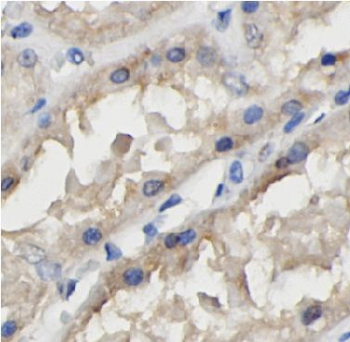 GFER Rabbit Polyclonal Antibody
