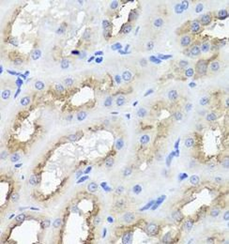 AMBRA1 Antibody
