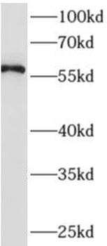AMIGO2 Rabbit Polyclonal Antibody