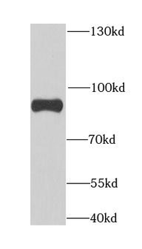 ANAPC5 Rabbit Polyclonal Antibody