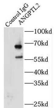 ANGPTL2 Antibody
