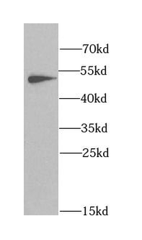 ANGPTL3 Antibody
