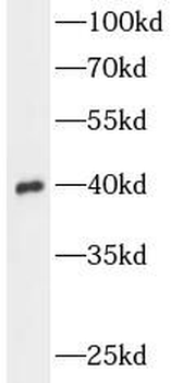 ANXA1 Antibody