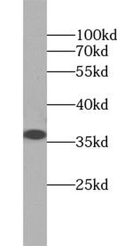 ANXA5 Antibody