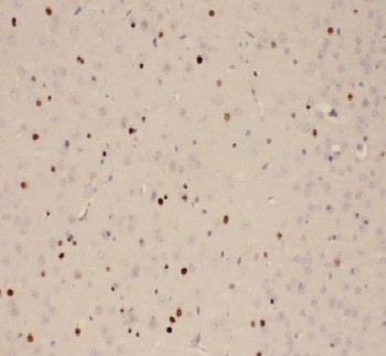 ANAPC4 Rabbit Polyclonal Antibody