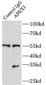 APEX1 Antibody