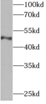 API5 Antibody