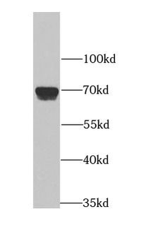 APLP1 Antibody