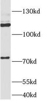 APLP2 Antibody