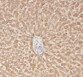 APOA4 Rabbit Polyclonal Antibody