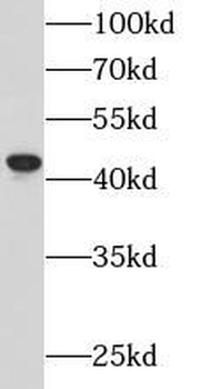 APOBEC3G Antibody
