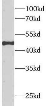 APOH Mouse Monoclonal Antibody