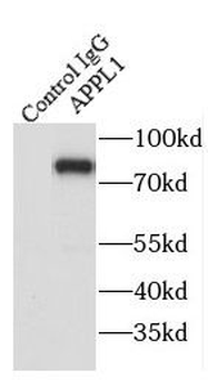 APPL1 Antibody
