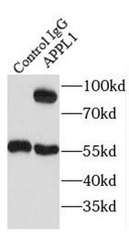 APPL1 Antibody