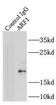 ARF1 Rabbit Polyclonal Antibody